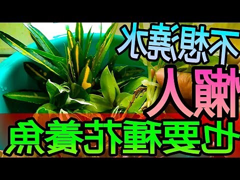 水 種 植物 養魚